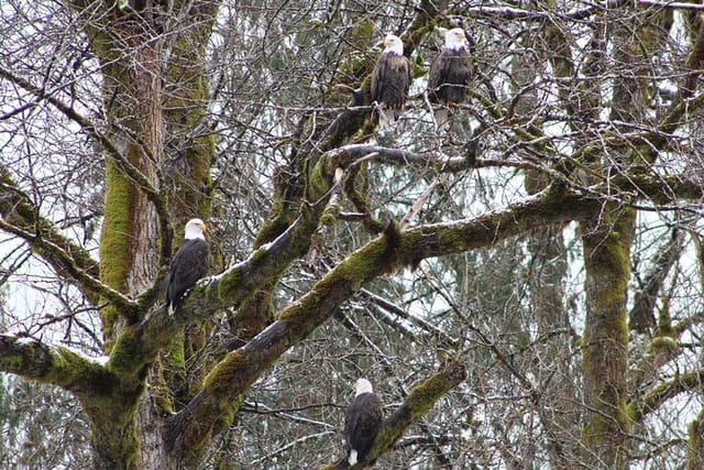 Bald Eagles Nesting Area Tour at Skagit River - Photo 1 of 16